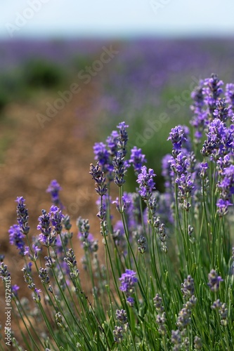 Fototapeta na wymiar Lavender, Flower, Field.