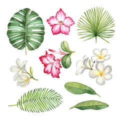  Watercolor llustrations of tropical flora