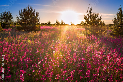 landscape with the blossoming  meadow at sunrise