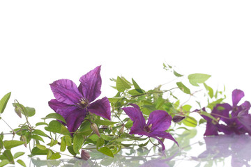 Poster - beautiful blooming clematis