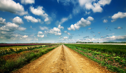 Canvas Print - Road in field