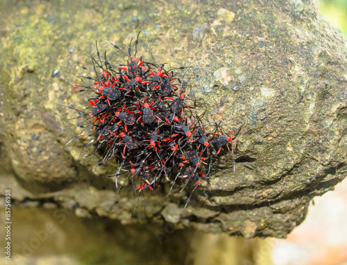 What Are These Black Red Bugs Around My House Boxelder