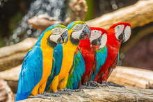 Macaw Parrots Birds.