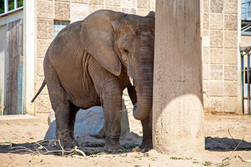 Big elephant in the zoo