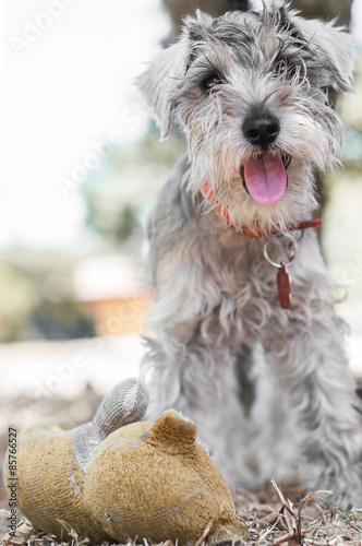 teddy bear schnauzer