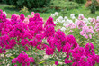 Pink phlox flowers in the garden