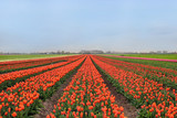 Fototapeta Sawanna - Colorful Tulip Field