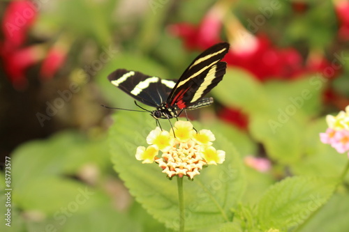 White Striped Red And Black Hewitsons Longwing Butterfly In