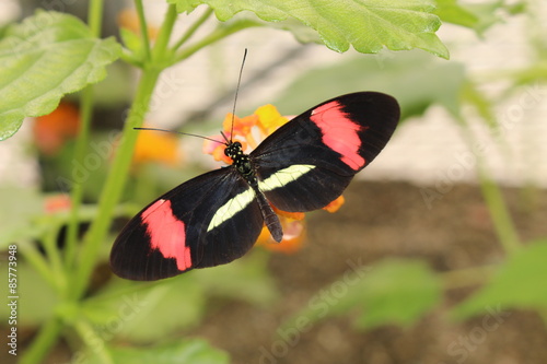 Pink And White Striped Black Common Postman Butterfly Or
