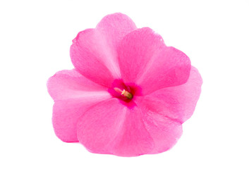 Wall Mural - balsam flower