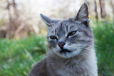 Fototapeta Zwierzęta - Gray cat