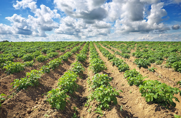 Beautiful landscape with field of potatos and cloudy blue sky.