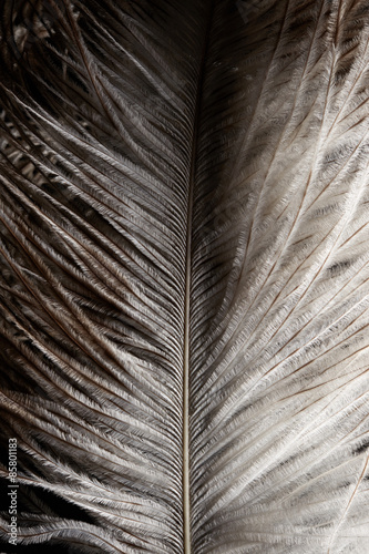 Wasserabweisende Stoffe - Ostrich feather (von Nik_Merkulov)