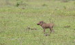 A new born baby warthog in South Africa