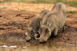 Two warthog drinking. South Africa