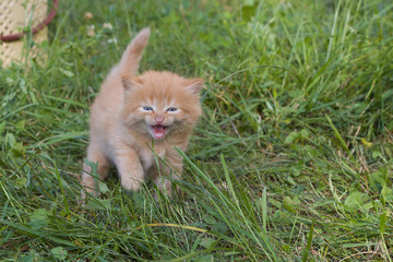  Meow. Red small kitten in grass.