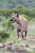 A spotted hyena from safari in South Africa