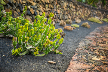 View of cactus garden , Lanzarote