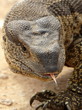 A big water monitor (Leguaan) pulls its toungue out in this close up image.