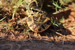 A big Puff Adder snake photographed in South Africa. Golden sun on its colorful body