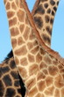 A unique image of two giraffe and there patterns.