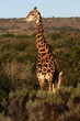 Giraffe stands in the open in this portrait.