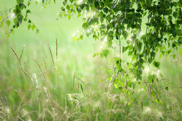 Wildwiese mit Sternen und Birken Blätter als Fenster in die Natur 