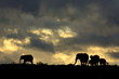 A herd of elephant against a perfect South African sunset sky.