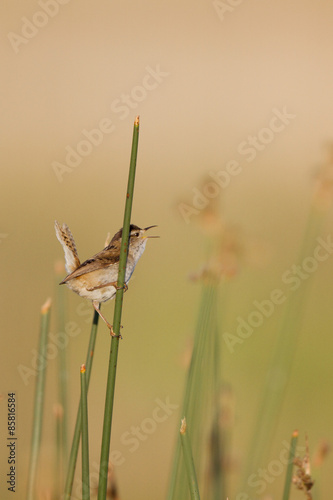 Fotografie, Obraz Marsh Wren sings at dawn in Alamosa National Wildlife Refuge in Colorado