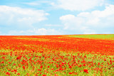 Fototapeta Maki - Landscape of poppies field of red flowers in Bulgaria