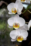 Fototapeta Storczyk - Storczyki - storczyk (Orchis - Orchidaceae) – byliny