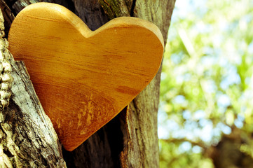 Canvas Print - wooden heart in the hollow of a tree, with a filter effect