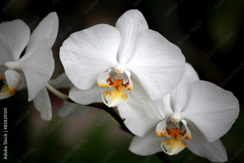 Storczyki - storczyk (Orchis - Orchidaceae) – byliny - obrazy, fototapety, plakaty 