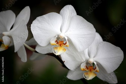 Naklejka na szybę Storczyki - storczyk (Orchis - Orchidaceae) – byliny