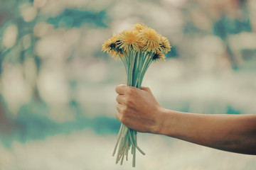 Sticker - Female hand with bouquet of dandelions