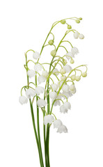 Poster - bunch of lily-of-the-valley flowers on white