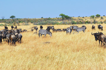 Wall Mural - african wildlife