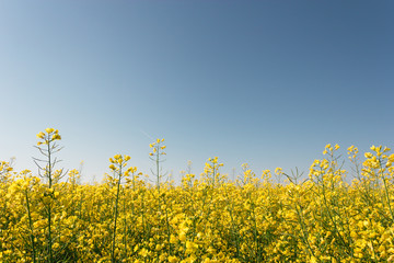 canola 2