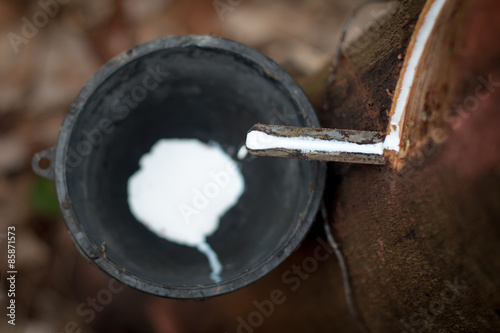 Fotografía Tapping latex from rubber trees of high quality