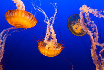 Floating Jelly Fish