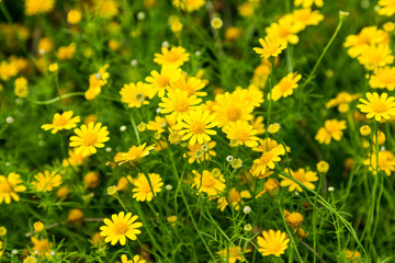 Wall Mural - dahlberg daisy