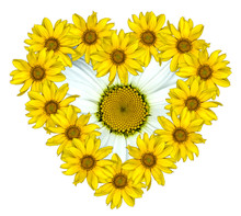 Heart Of Yellow Flowers Of Decorative Sunflowers Helinthus And White Daisy Flower Inside Isolated On White