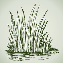 Green Grass. Vector Drawing