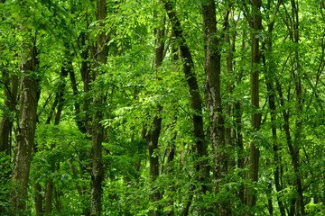 forest trees