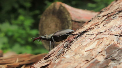 Wall Mural - Stag Beetle