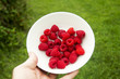 Bowl Of Freshly Picked Organic Red Raspberries
