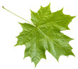 rear side of fresh green maple leaf isolated