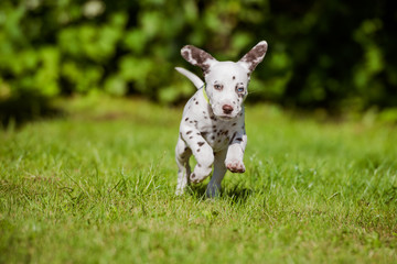 Canvas Print - adorable brown dalmatian puppy running happily outdoors