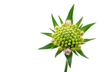 Green Flower Bud