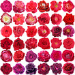 Big collection of beautiful red and purple  roses isolated on th
